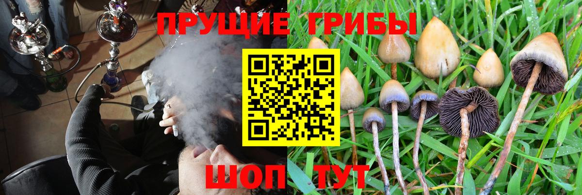 Псилоцибиновые грибы Psilocybine cubensis Чехов
